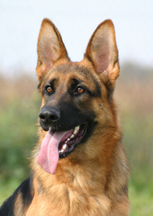 Lebenshunger German Shepherds - Dog Breeders