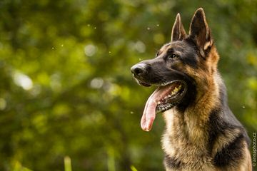 Von Dorans German Shepherds - Dog Breeders