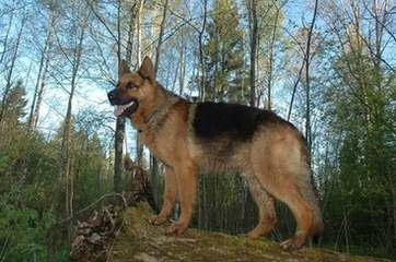 3/4 German Shepherd - Dog Breeders