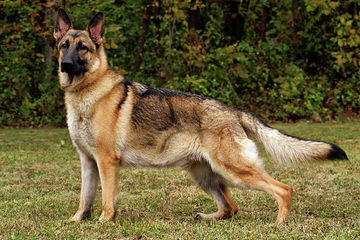 Hickeys German Shepherds - Dog Breeders