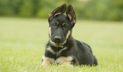 3/4 German Shepherd - Dog and Puppy Pictures
