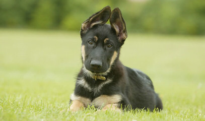 Old Fashion Large German Shepherd - Dog Breeders