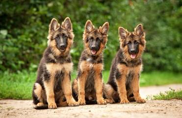 vom Wildweg German Shepherds - Dog Breeders