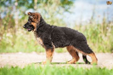 Tiltonhaus German Shepherds - Dog Breeders