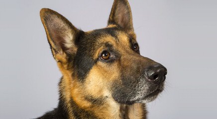 Von Dorans German Shepherds - Dog and Puppy Pictures