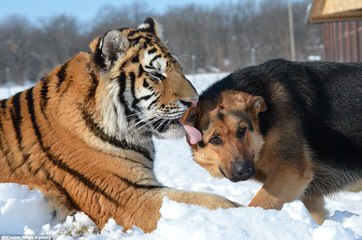 Redwood Runs - Dog and Puppy Pictures