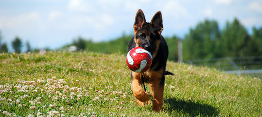 Puterbaugh Farms - Dog Breeders