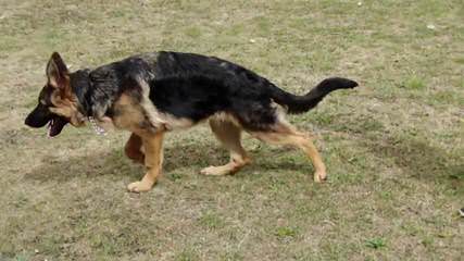 Black German Shepherd Breeder - Dog Breeders