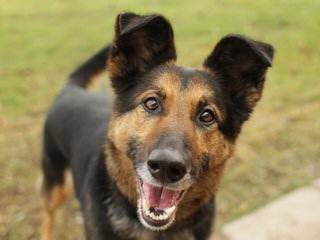 SHERMAN-RANCH German Shepherds - Dog Breeders