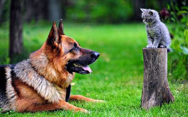 Ca-Ji Shepherds - Dog and Puppy Pictures