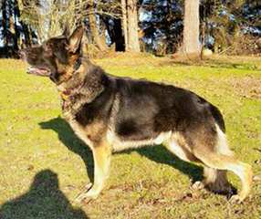 Lundborg-Land German Shepherd Kennels - Dog Breeders