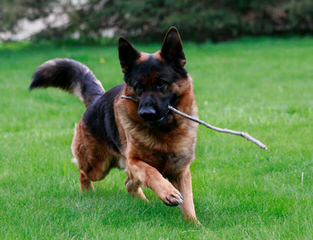 Hunt German Shepherd - Dog Breeders