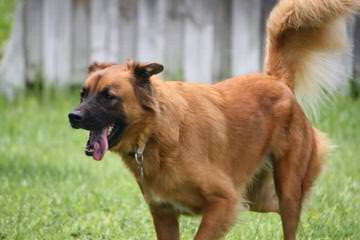 german shepherd - Dog Breeders