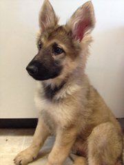 American White Shepherd Pups - Dog and Puppy Pictures