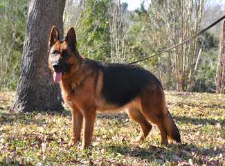 Shiloh Shepherds By Ridgewood Shilohs(P&C/B&T) - Dog and Puppy Pictures