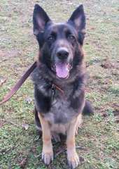 Von Dorans German Shepherds - Dog Breeders