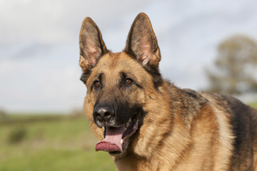 vom Wildweg German Shepherds - Dog Breeders