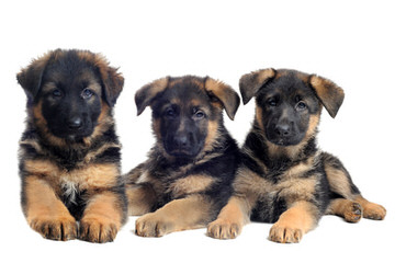 Geran’s German Shepherds - Dog Breeders