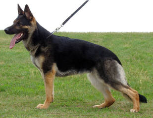 German Shepard love - Dog Breeders