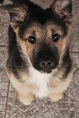 Sander-Haus German Shepherd Dogs - Dog and Puppy Pictures