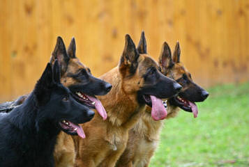 Hunt German Shepherd - Dog Breeders