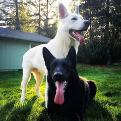 German Shepherd Stud Ready For Action. - Dog and Puppy Pictures