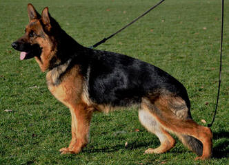 Windborne German Shepherds - Dog Breeders