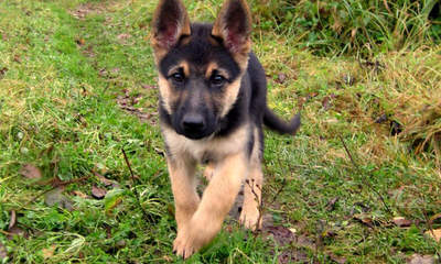 Vom Haus Thaxton German Shepherds - Dog Breeders