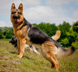 Big Red Texas German Shepherds Ranch - Dog Breeders