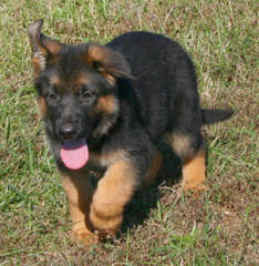 German Shepherds - Dog Breeders