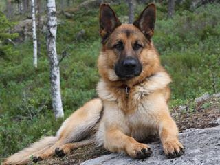 German Shepherd Stud Ready For Action. - Dog Breeders