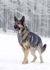 Von Dorans German Shepherds - Dog Breeders
