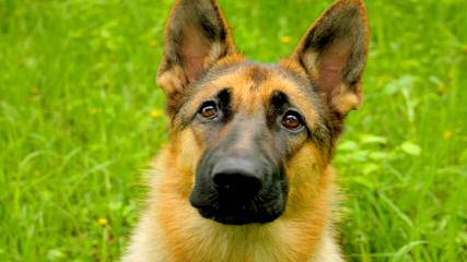 von wabo German Shepherds - Dog Breeders