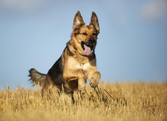 Zwinger vom Roten Wald German Shepherds - Dog and Puppy Pictures