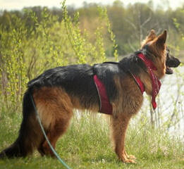 Big Red Texas German Shepherds Ranch - Dog Breeders