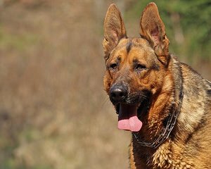 German Shepherd Stud Ready For Action. - Dog Breeders