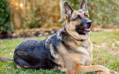 Von Der Stadtrand German Shepherds - Dog Breeders