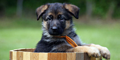 Seelenvoll German Shepherds - Dog Breeders