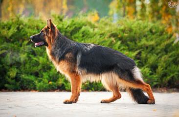 Vom Birkenhof Shepherds - Dog and Puppy Pictures