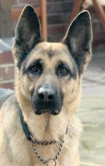 Lebenshunger German Shepherds - Dog Breeders