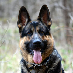 D&L’S German Shepherds - Dog Breeders