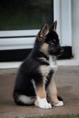 Von Der Stadtrand German Shepherd Breeder - Dog and Puppy Pictures