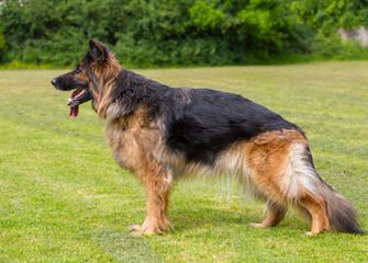 Mills K9 Shepherds - Dog Breeders