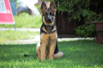 Windborne German Shepherds - Dog Breeders