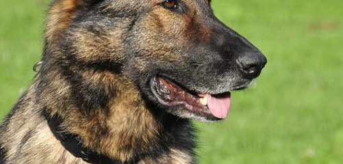 Sale German Shepherd Dogs - Dog Breeders