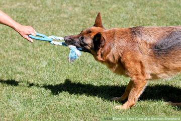 Vanguard K9 Police Services - Dog Breeders