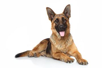 German Shepherd Stud Ready For Action. - Dog and Puppy Pictures