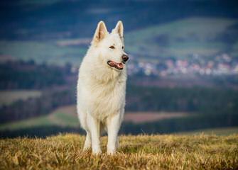 Hunt German Shepherd - Dog Breeders