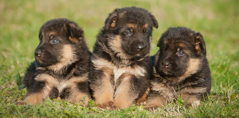 Big Red Texas German Shepherds Ranch - Dog and Puppy Pictures