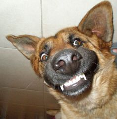 Big Red Texas German Shepherds Ranch - Dog Breeders